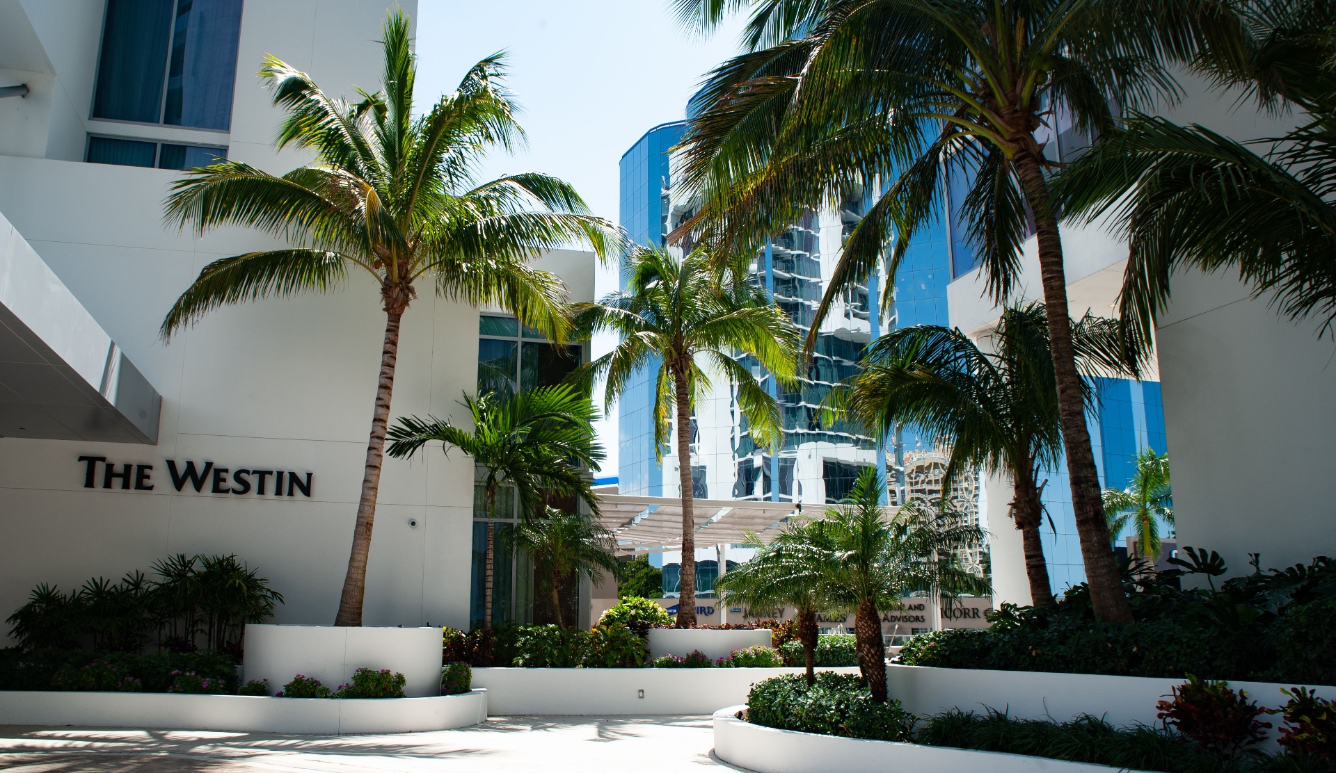 The Westin entrance plaza framed by mature coconut palms